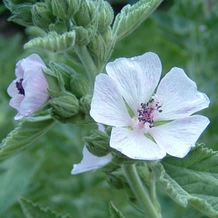 Actif naturel Guimauve